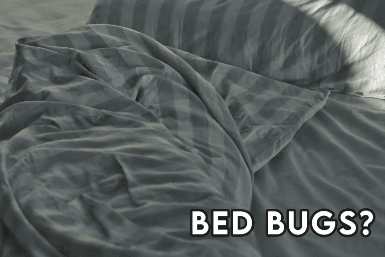 Can Bed Bugs Live In A Latex Mattress?