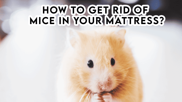 How to Get Rid of Mice in your Mattress?