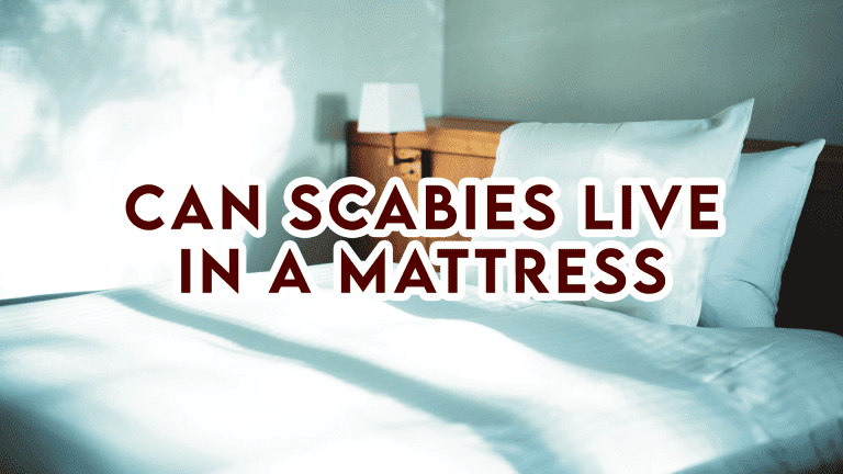 Can Scabies Live in A Mattress | Sleep Tight, Scabies-Free
