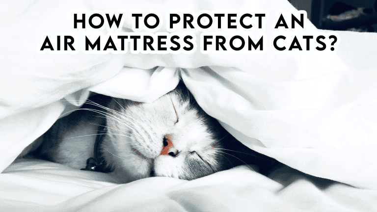 how to protect an air mattress from cats?